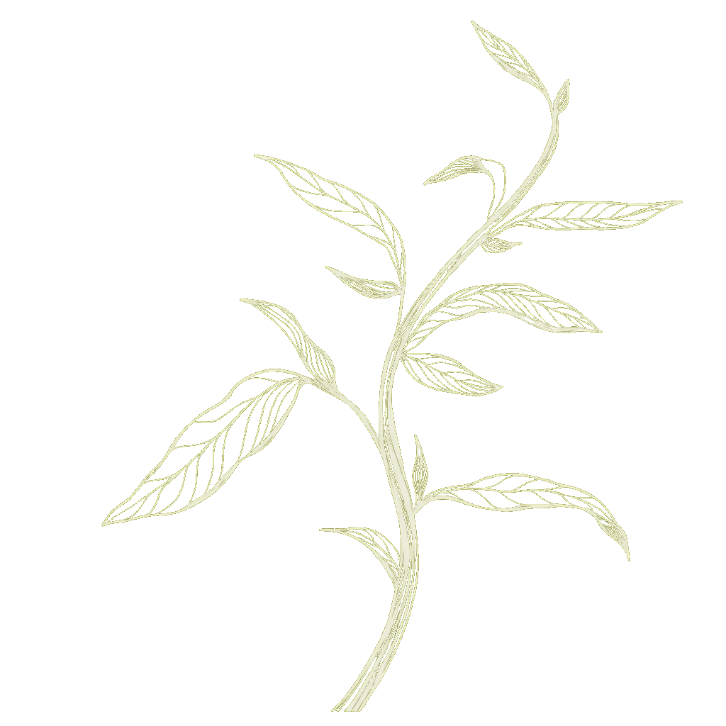 Plant illustration